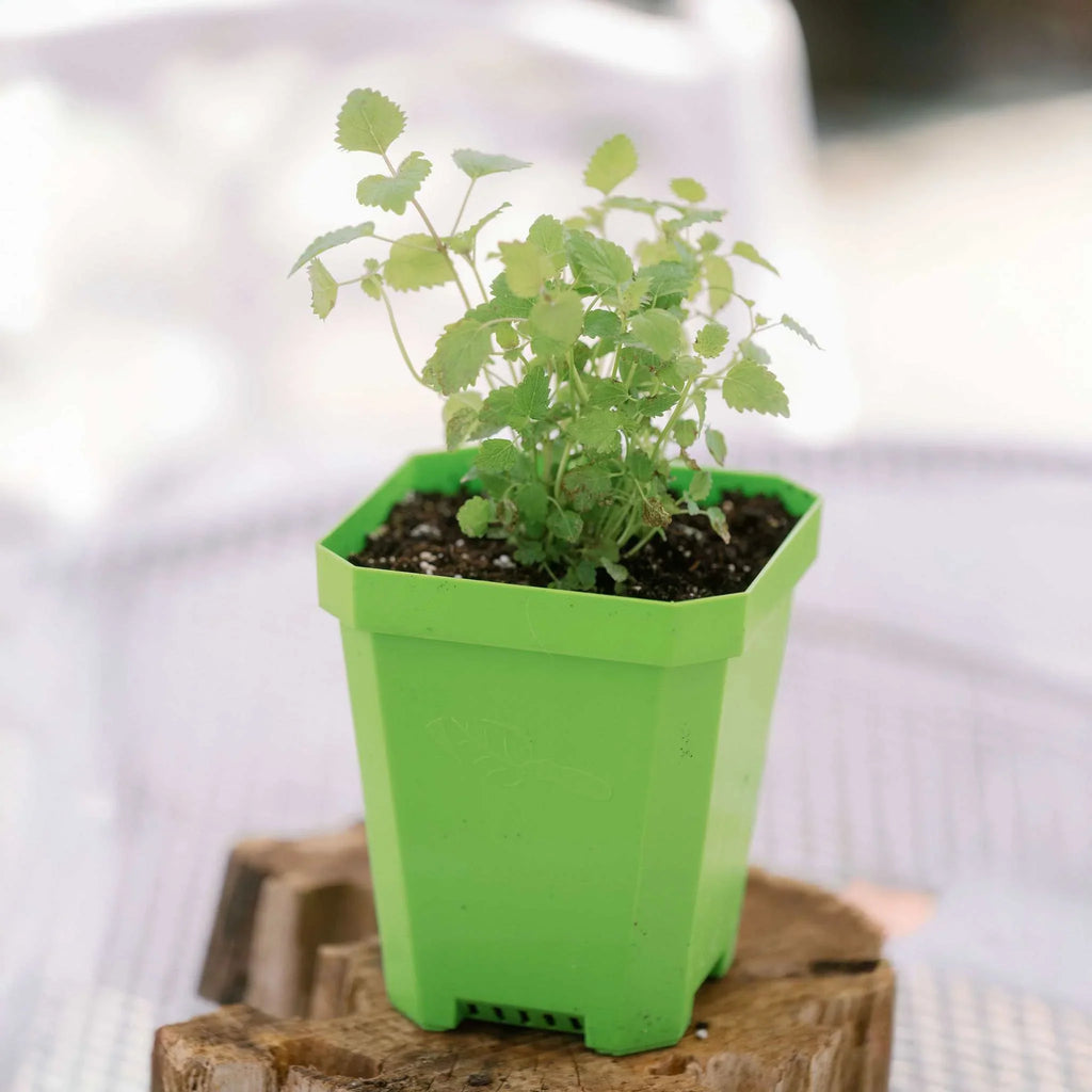 5" Heavy Duty Nursery Pots | Green / 8 Pots