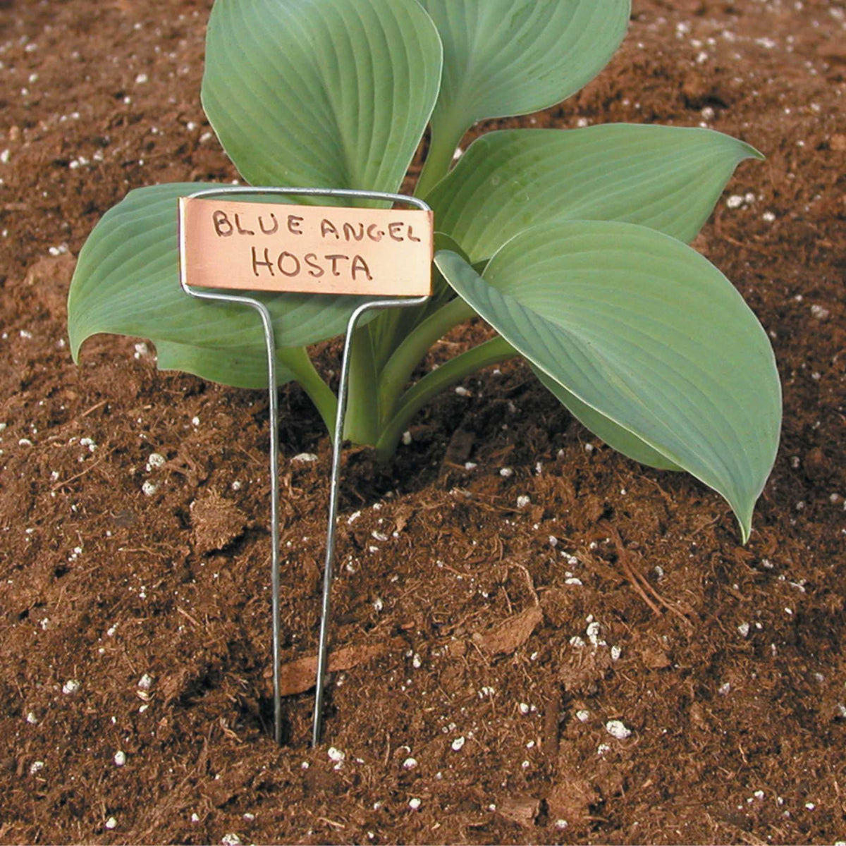 Luster Leaf Classic Impressions Garden 10" Plant Labels | Copper or Zinc 10 Pk. | Zinc