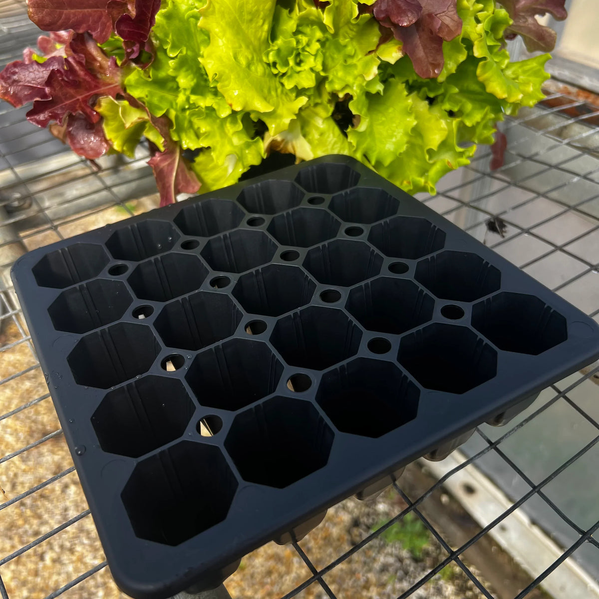 25 Cell Seed Starting Tray | 1 Pack