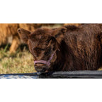 Agrimaster Oval Poly Stock Tank