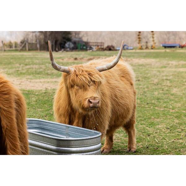 Agrimaster Oval Galvanized Stock Tank