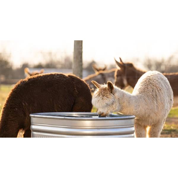 Agrimaster Oval Galvanized Stock Tank