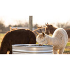 Agrimaster Oval Galvanized Stock Tank