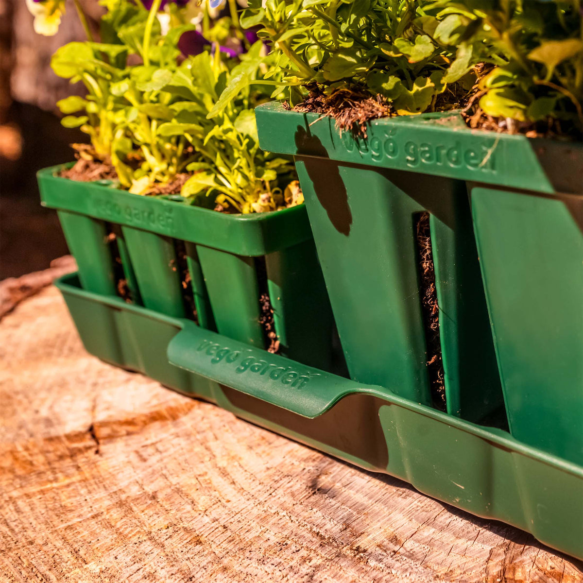 Bottom Watering Tray - 10 in x 20 in | 8 Pack