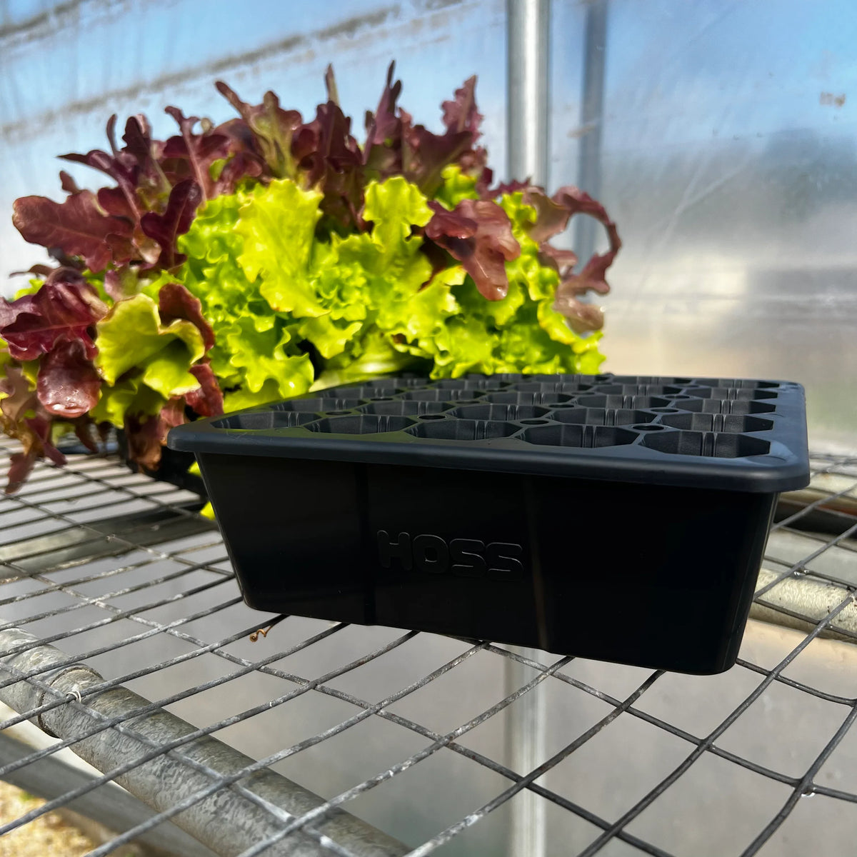 25 Cell Seed Starting Tray | 1 Pack