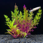 Fish Tank Decoration Artificial Aquarium Plant Plastic Water Plant