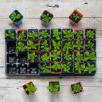 32-Cell Reusable Plant Starter Trays with Inserts | 2 Pack / Multicolor